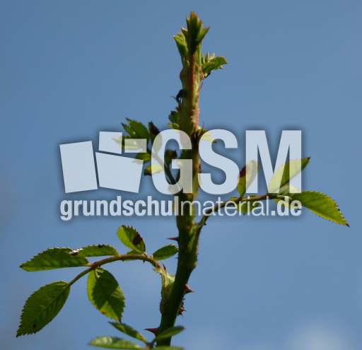 Rosenzweig-Fruehlingshimmel.jpg